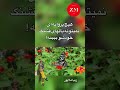 بیرون ز تو نیست هرچه در عالم هست از خود بطلب هر آنچه خواهی که تویی