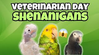 Never a DULL Moment Here 🦜 Parrot Pandemonium: 🚗 The Chaotic Vet Visit 🏥