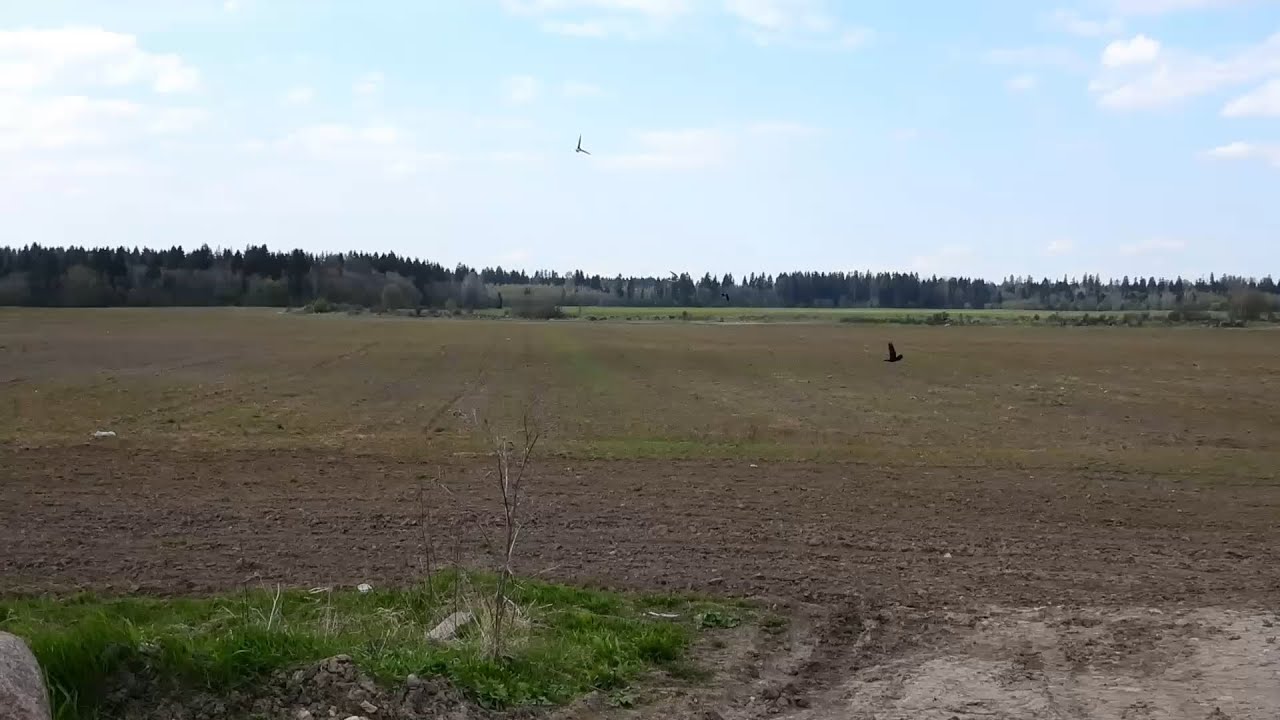 Пара больших кроншнепов Numenius arquata прогоняет ворона от гнезда 15.05.25