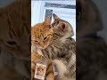 soft love in a loud world #cat #magichour #fyp #viral #catlover #shorts #ai #kitten
