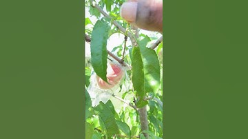🍑 Our homegrown peaches are finally ready to harvest, they