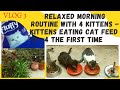 Relaxed morning routine with 4 kittens-Cats eating cat feed first time- #catfeeding #funnycats #vlog