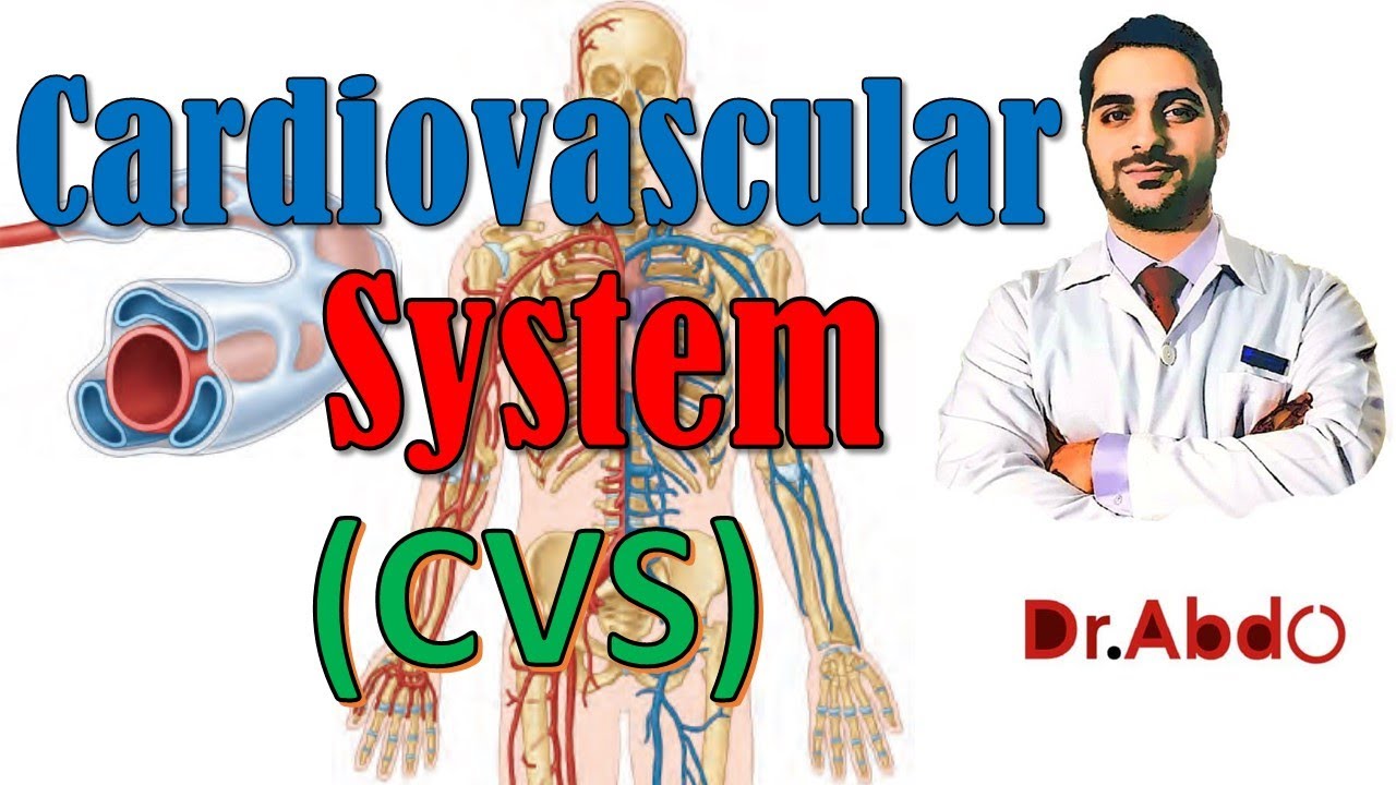14. Cardiovascular System [#CVS] | مقدمة عن علم التشريح - سنة أولى طب | جهاز الدوران | [A1] [14/20]