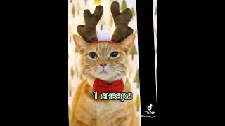 Отправь это до 5 мин. до нового года!!! 🎅☃️🌲/ с наступающим 🐯💟