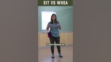 Whoa Training Bird Dog Puppies First Steps