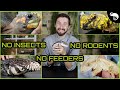 Top 5 Feeder-Free Reptiles
