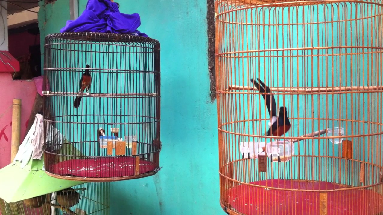 Murai Batu Nias Raja Vs White Tail Youtube