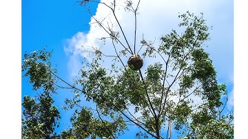 ONG CẮN lÁ KHỦNG(viên kẹo sắt...)