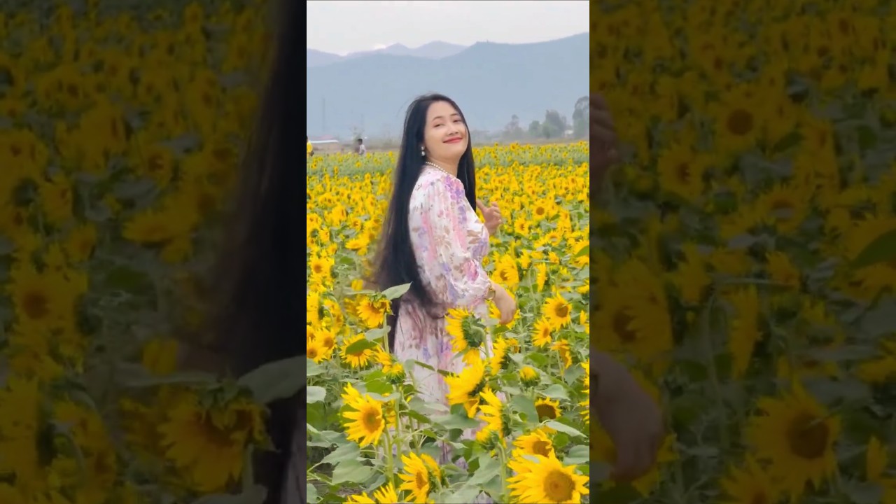 Sunflower farm Manipur 🌻// Jenifer Loukham 😍 