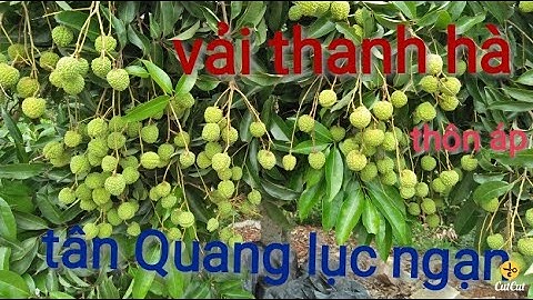 vườn vải thanh hà 20 tấn ở tân quang lục ngạn || nếu như giá vải thanh hà 60-70k thì sẽ ra sao