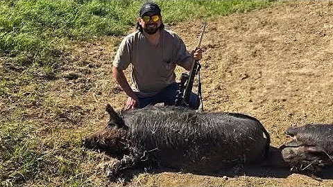 California wild hog hunting
