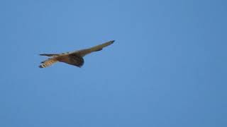 野鳥の会 埼玉 野鳥の鳴き声を楽しもう