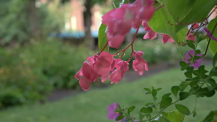 Z Cam E2 4K Test Video from ZRAW to REC709: After the Rain