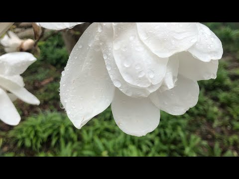(GdB 30) Engellilikte