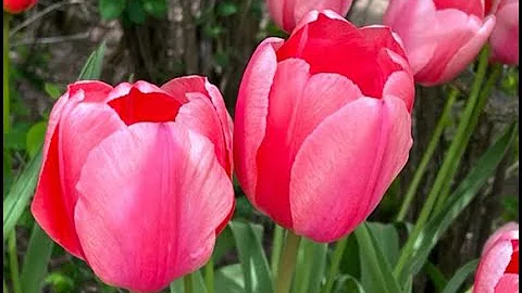 Spring-Flowering Bulbs Introduction: Everyone Can Grow a Garden (2022) #36 - DayDayNews