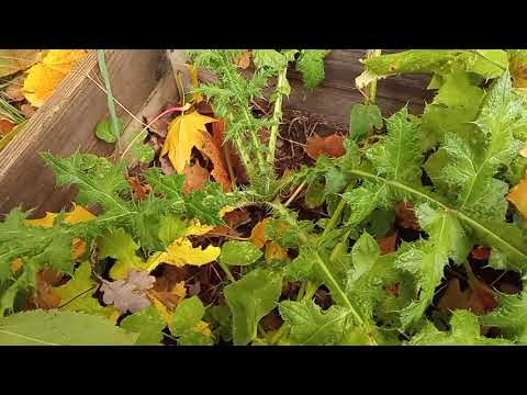 Видео: Мордовник - зөгийн балны ургамал ба эм