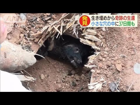 体重が30 5kgに 37日間生き埋めの犬 奇跡の生還 08 17 Youtube