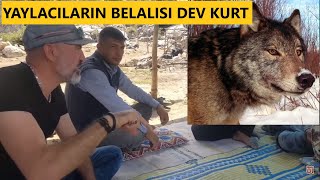 OSMANİYELİ YAYLACILARIN DEV KURT KARŞISINDAKİ ÇARESİZLİĞİ ( ÇOK KAYIPLARI VAR ) #devkurt #kangal