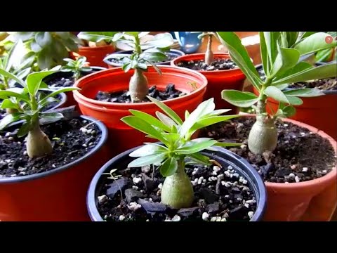 Video: Cómo Cuidar El Adenium En Casa