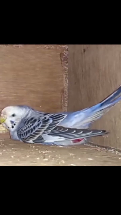 lovebirds laying an egg 🥚🐦.#shorts #lovebirds #laying #eggs