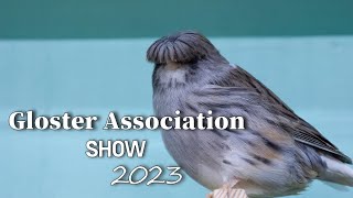 Gloster Canary Show