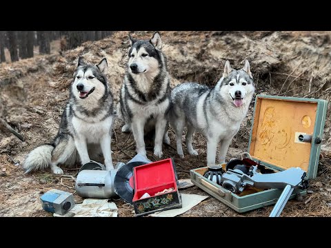 Видео: СОБАКИ ОТКОПАЛИ СТАРИННЫЙ КЛАД В ЛЕСУ / хаски нашел золото