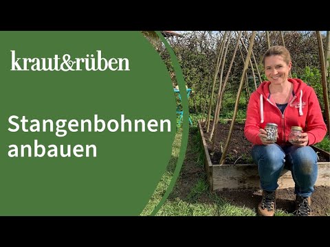 Video: Über Käferbohnen - Wann kann ich eine Käferbohnenrebe pflanzen?