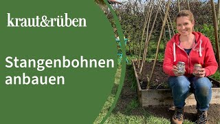 Stangenbohnen anbauen | Bohnengerüst bauen