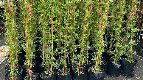 BÁN TRÚC QUÂN TỬ SỐ LƯỢNG LỚN