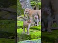#lifeisbutadream #babyanimal #cute