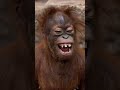 ha ha ha ha 🤣🤣🤣 #funny #viral #monkey #reels #animals #subscribe #comedy