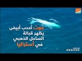 حوت أبيض نادر في السواحل الأسترالية 