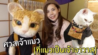 ศาลเจ้าแมวที่มีแมวเป็นเจ้าอาวาส | แจกของท้ายคลิป