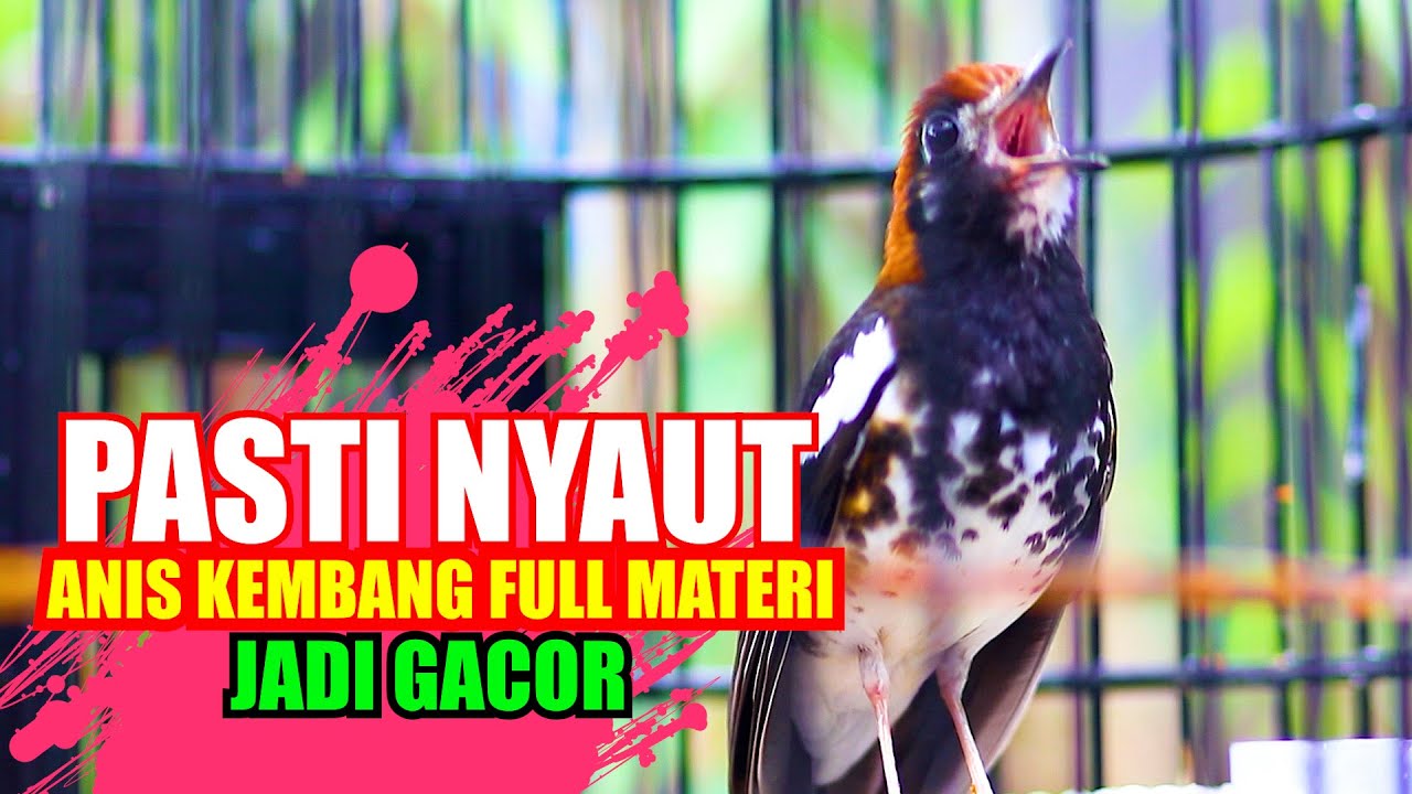 ANIS KEMBANG GACOR FULL MATERI, PANCINGAN AMPUH BUAT ANIS KEMBANG AGAR CEPAT NAIK EMOSINYA