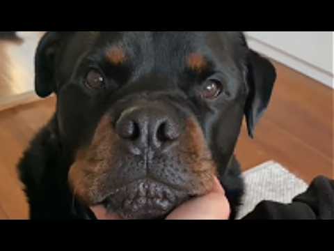 This 130lb Rottweiler REFUSES to Leave Her Side — She Finally Understood Why at 3AM