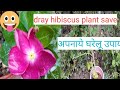 गुडहल के सुखते पौधो को कैसे बचाये घरेलू उपाय करे dray gurhal save plant