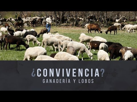 ¿Convivencia? Ganadería y lobos