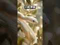 【白蛇神様】金運の封印を解除する #金運 #開運