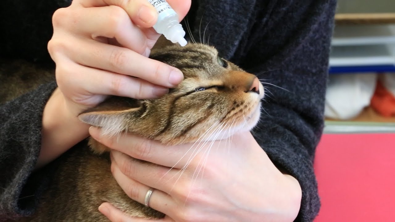 猫 の 目やに 目薬