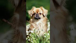 Meet the Tibetan Spaniel: A Little Dog with a Big Personality!  #dogfacts#dogs#dogfacts#dogbreeds