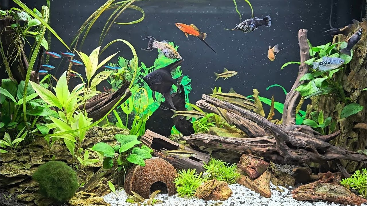 Akwarium 200 litrów w 4K 🤩 Mój OPTI SET 200! 🤩