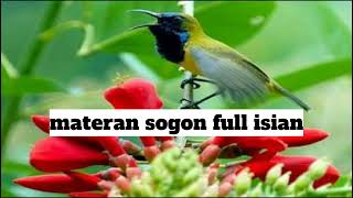 masteran burung sogon full isian,