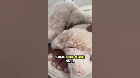 Experience ultimate comfort w/ These Fuzzy Faux Fur House Slippers