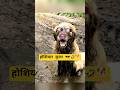 कुत्ते की चलाकी 😎🤣🐕 #comedy #funny #pets #aalupyajjoke #thetharpuns