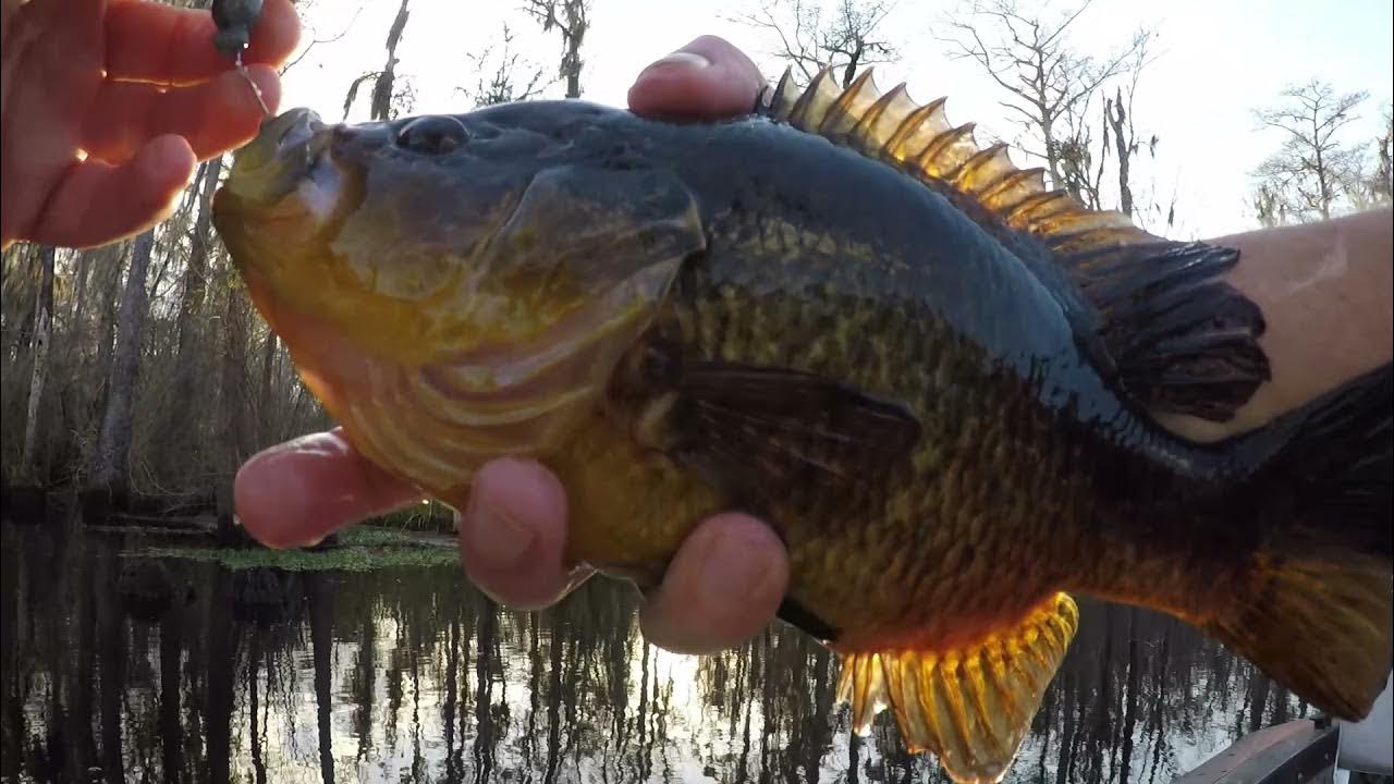 The December Warmouth Bite Was Hot. - YouTube