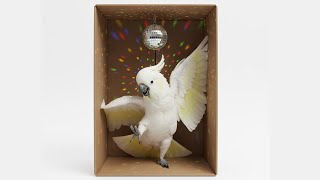 Give Me One More Try #cockatoo #jackson