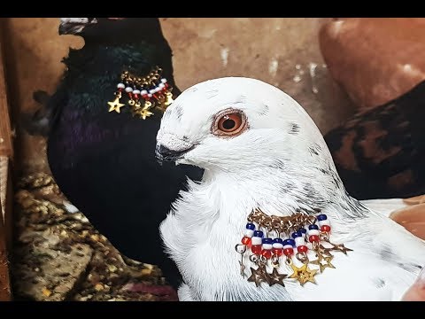 حمام ذباني ذبابنه ذبانيات بزرة خشنه الله يبارك