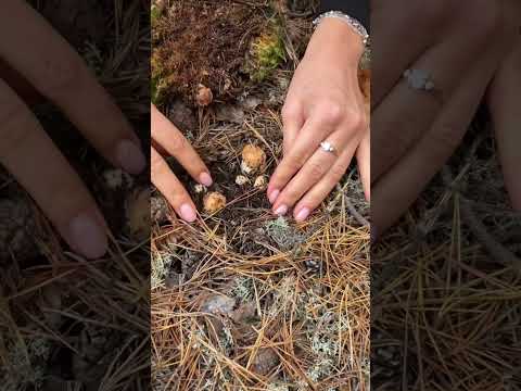 Как быстро растёт белый гриб? Мини эксперимент. #белыйгриб #boletusedulis #боровик #mushroomhunting