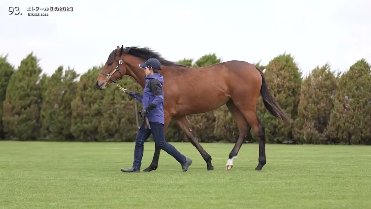 No.93 エトワールⅡの2023 [2024年7月8日JRHAセレクトセール 1歳上場馬