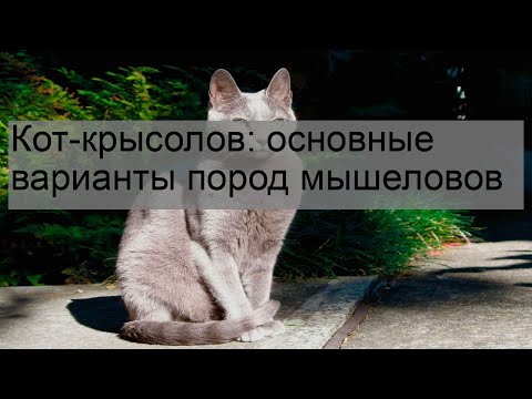 Видео: Какой лучший крысолов?